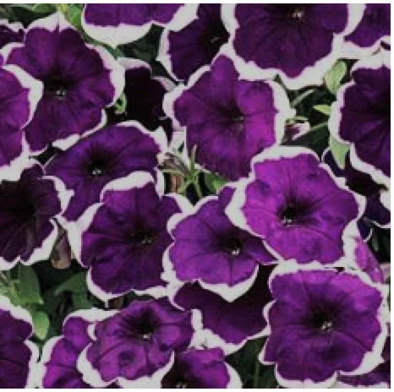 famous dark violet picotee